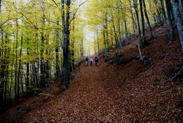 La fageda est� preciosa en aquesta �poca de l'any