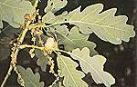 Roure