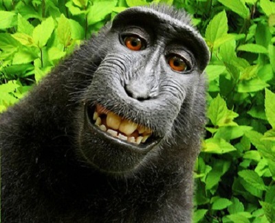 Monkey Selfie