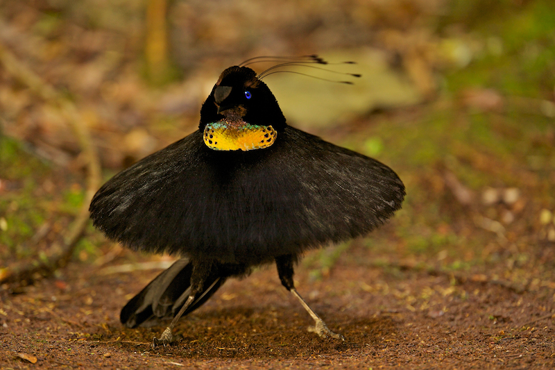 Western Parotia