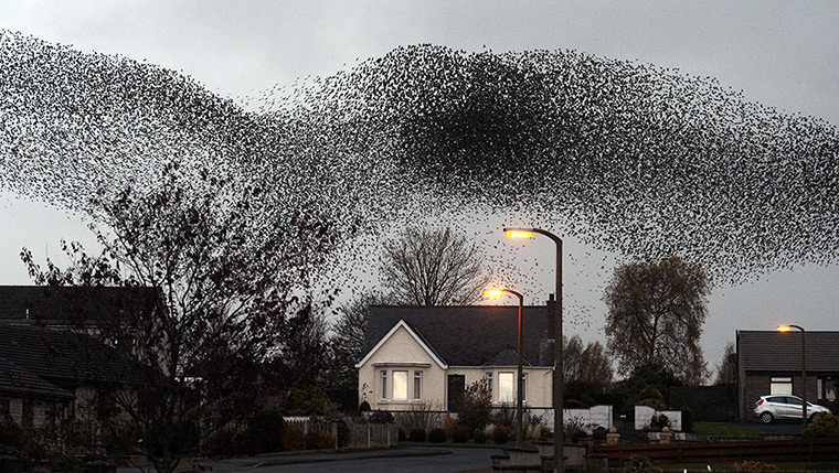 Starlings over Gretna
