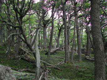 Bosc patag�nic de lengas
