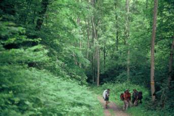 Boscos de Montferrier