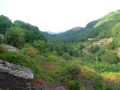el Cedro