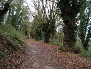 cam� entre bosc