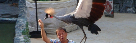 aves