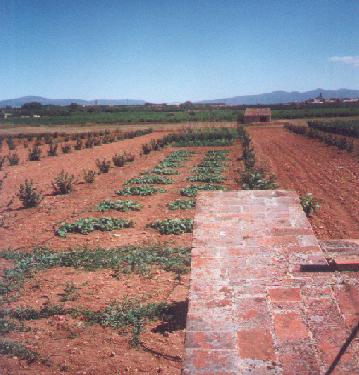 Conreu de regadiu