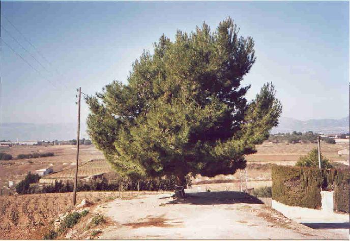 Actual Pi de Puigpelat
