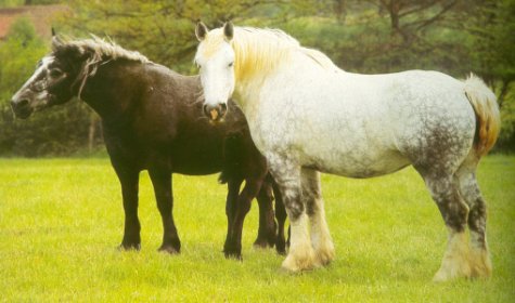 Cavalls percheron
