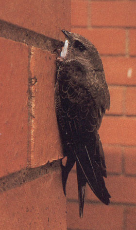Falciot pal.lid