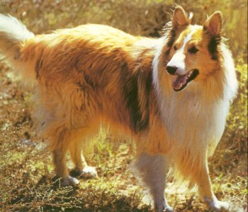 Cockie
