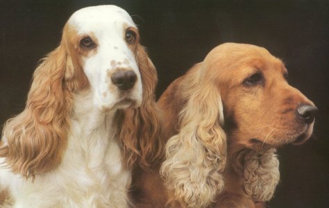 Cocker Spaniel