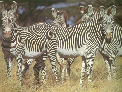 Zebres de Grevy