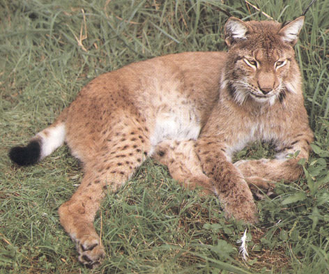 Gat cerval, jugant amb una ploma