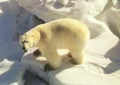 ”s blanc