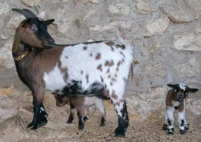 cabretes