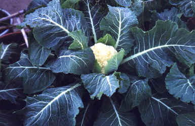 COLIFLOR.JPG (55898 bytes)
