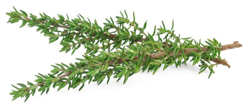 Farigola