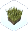 grass