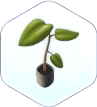 tree saplings