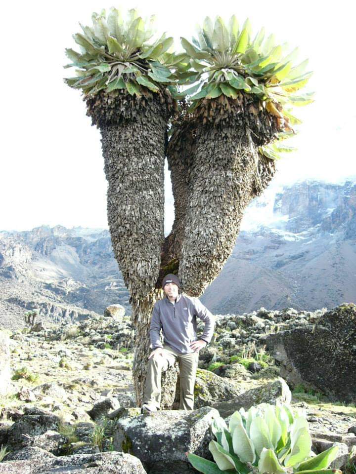 lobelias