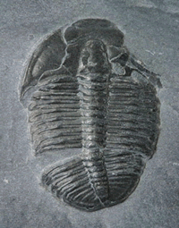 fossil.gif
