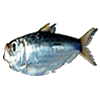 sardina.gif