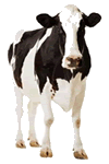 vaca.gif