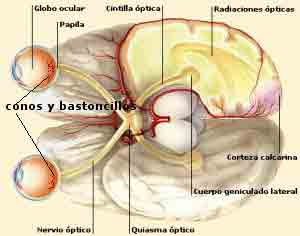 sistema de visión humano