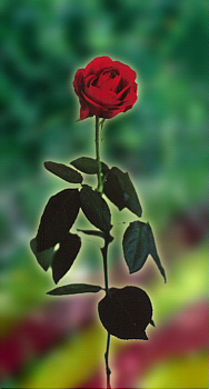 Roses i llibres